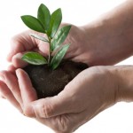 hands holding small plant and dirt in hands